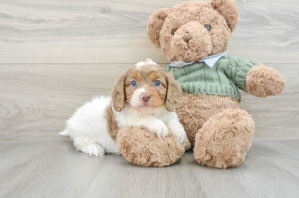 7 week old Cavapoo Puppy For Sale - Windy City Pups