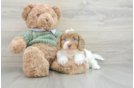 Funny Cavapoo Poodle Mix Pup