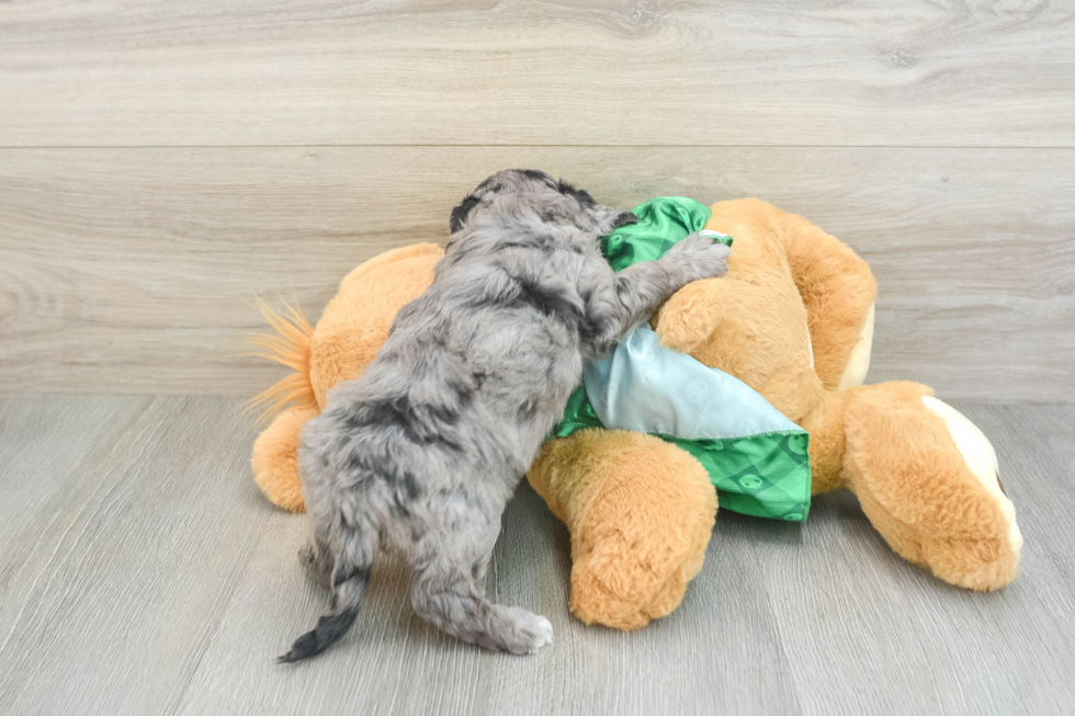 Fluffy Cavapoo Poodle Mix Pup