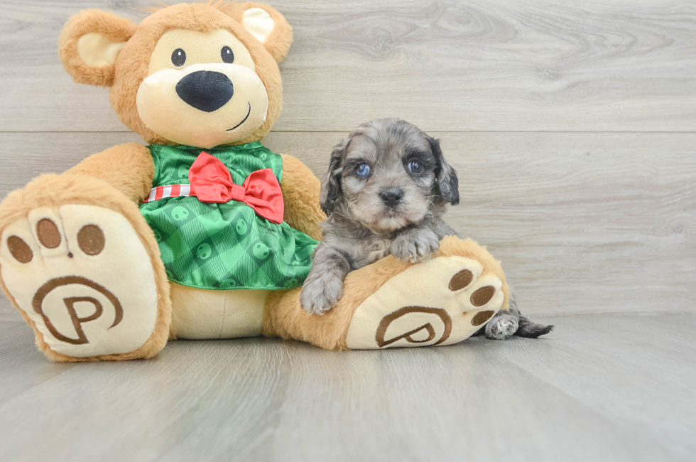 6 week old Cavapoo Puppy For Sale - Windy City Pups