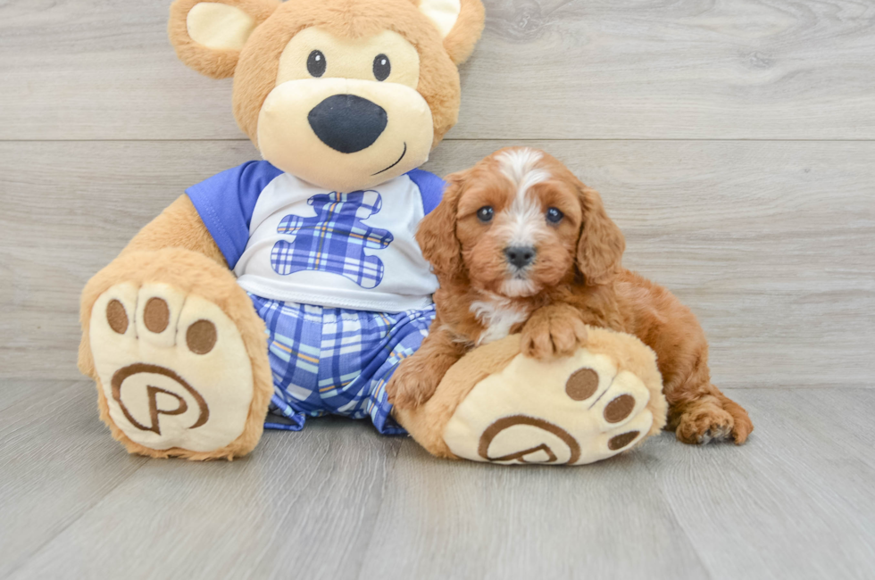 6 week old Cavapoo Puppy For Sale - Windy City Pups