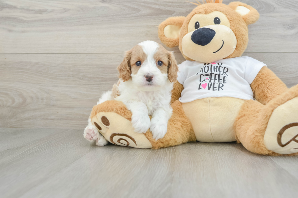 6 week old Cavapoo Puppy For Sale - Windy City Pups