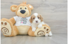 Best Cavapoo Baby