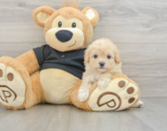 8 week old Cavapoo Puppy For Sale - Windy City Pups