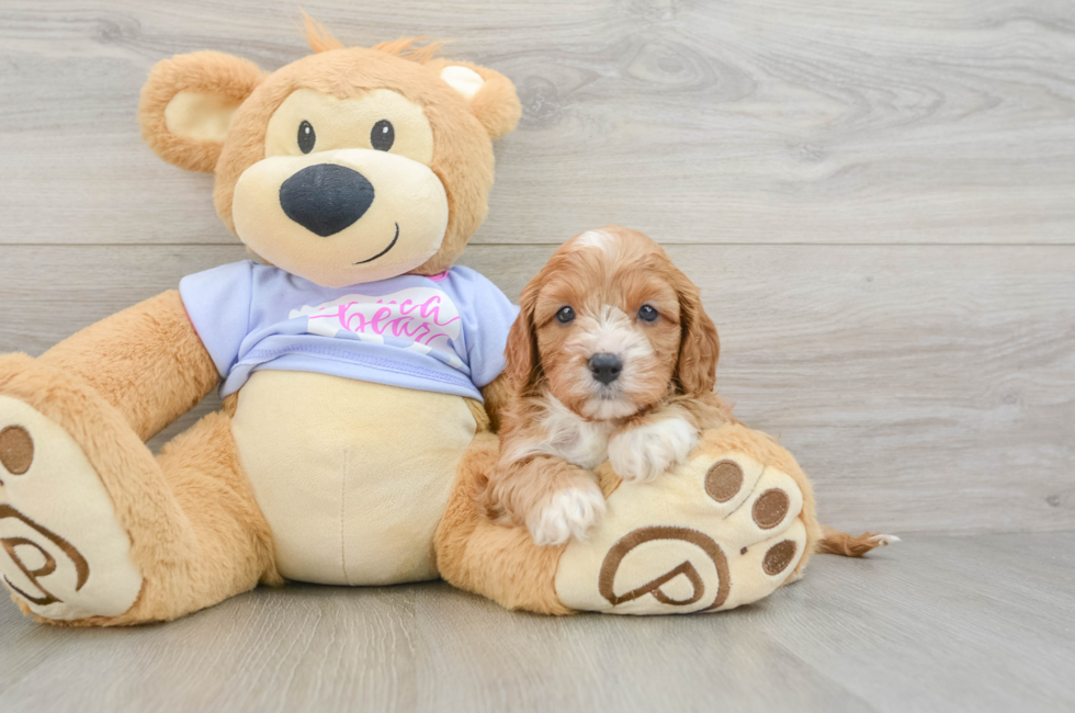 5 week old Cavapoo Puppy For Sale - Windy City Pups