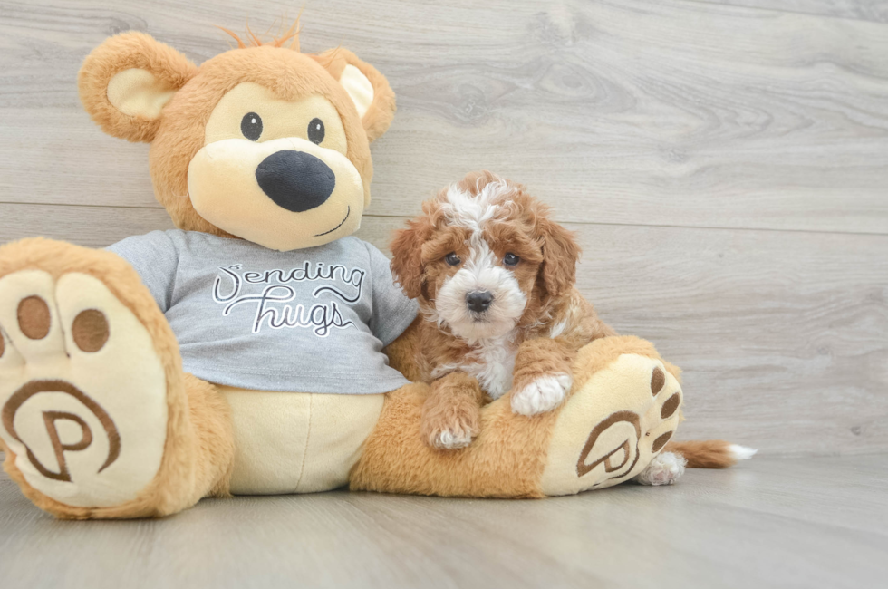 6 week old Cavapoo Puppy For Sale - Windy City Pups