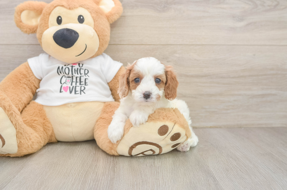 5 week old Cavapoo Puppy For Sale - Windy City Pups