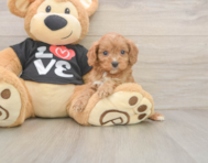 7 week old Cavapoo Puppy For Sale - Windy City Pups