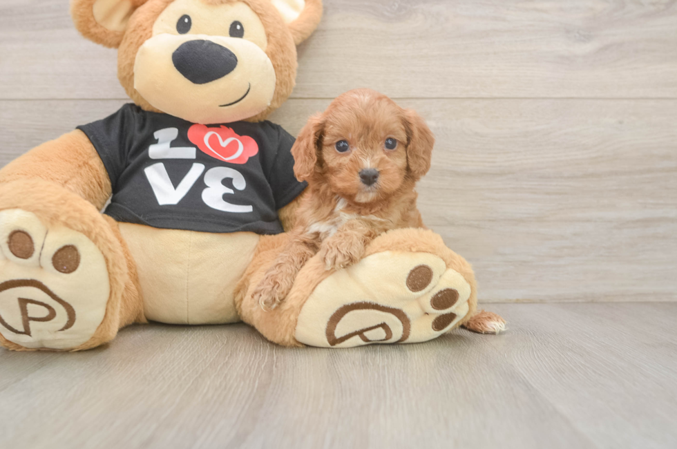 6 week old Cavapoo Puppy For Sale - Windy City Pups