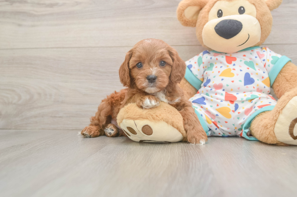 6 week old Cavapoo Puppy For Sale - Windy City Pups