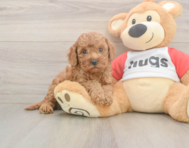 7 week old Cavapoo Puppy For Sale - Windy City Pups