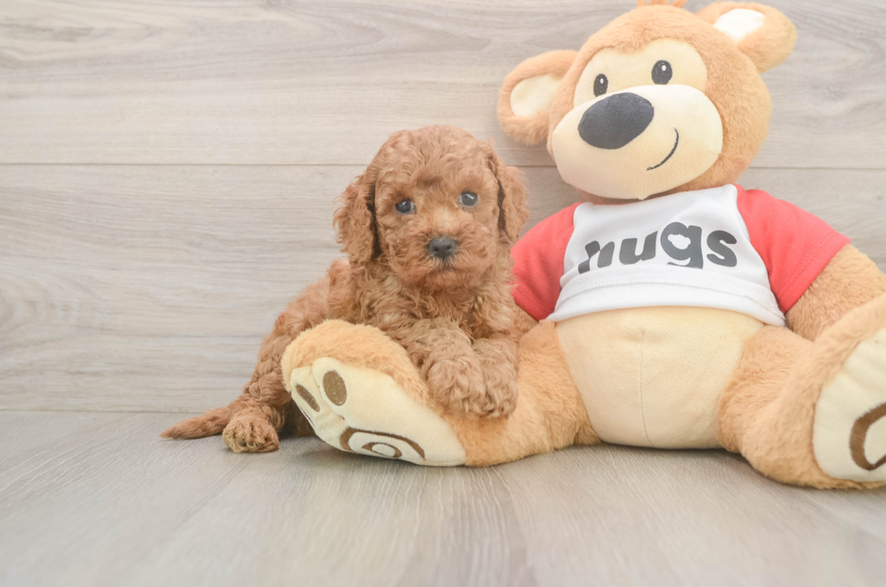 5 week old Cavapoo Puppy For Sale - Windy City Pups