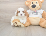 7 week old Cavapoo Puppy For Sale - Windy City Pups