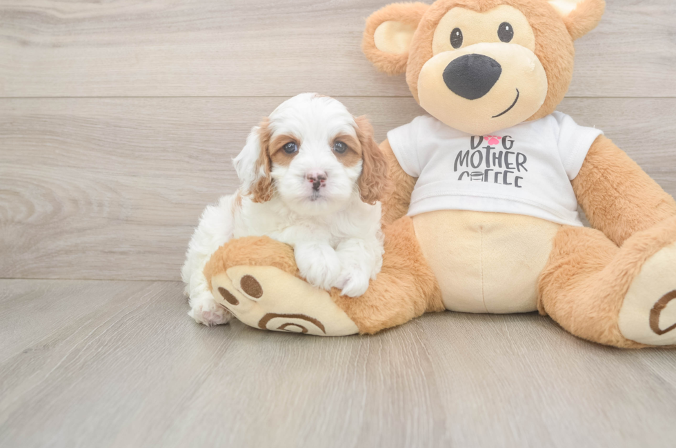 6 week old Cavapoo Puppy For Sale - Windy City Pups