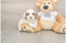 Meet Everett - our Cavapoo Puppy Photo  1/3 - Windy City Pups Sweet Cavapoo Baby