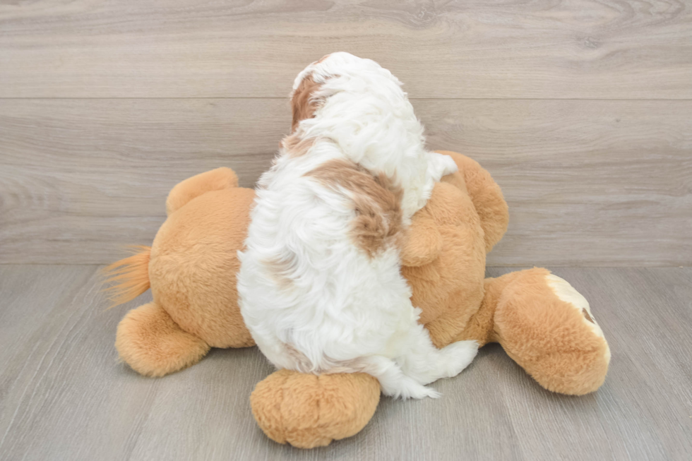 Meet Everett - our Cavapoo Puppy Photo  3/3 - Windy City Pups Cavapoo Pup Being Cute