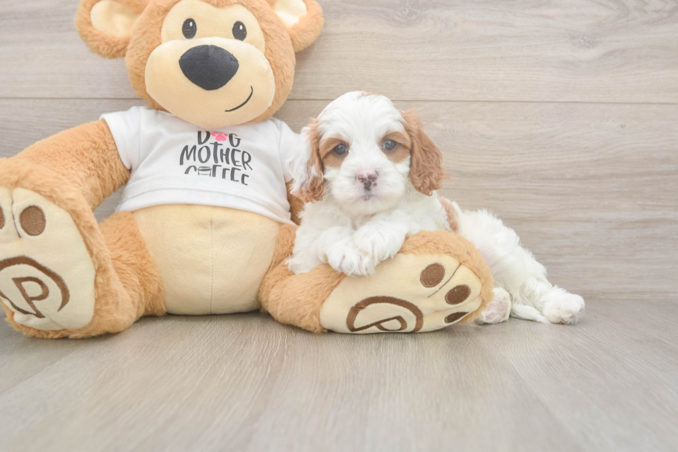 Meet Everett - our Cavapoo Puppy Photo  2/3 - Windy City Pups Cavapoo Pup Being Cute