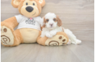 Meet Everett - our Cavapoo Puppy Photo  2/3 - Windy City Pups Cavapoo Pup Being Cute
