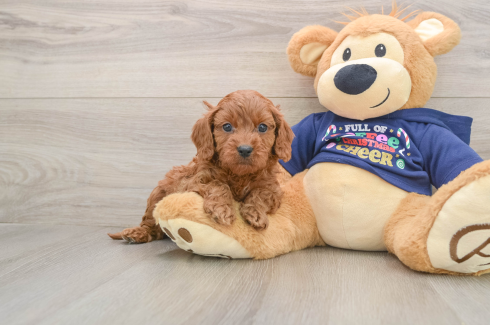 5 week old Cavapoo Puppy For Sale - Windy City Pups