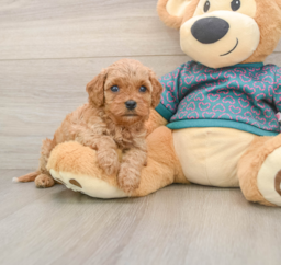 7 week old Cavapoo Puppy For Sale - Windy City Pups