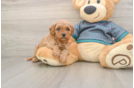 Popular Cavapoo Poodle Mix Pup