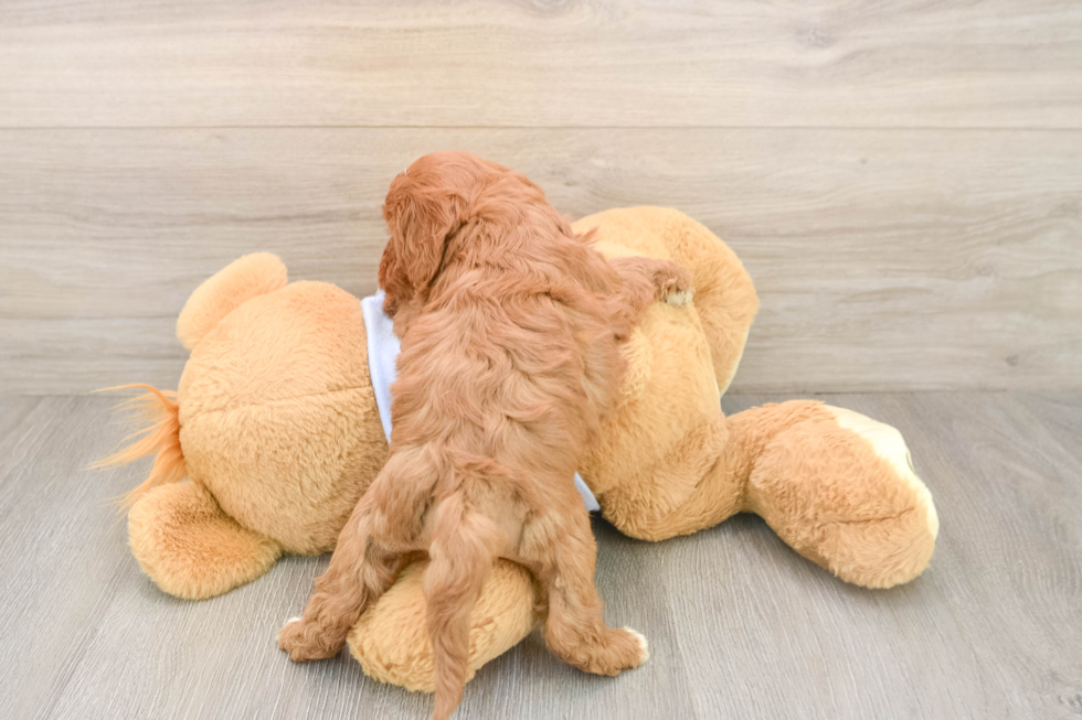 Happy Cavapoo Baby