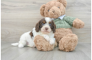 Cavapoo Puppy for Adoption