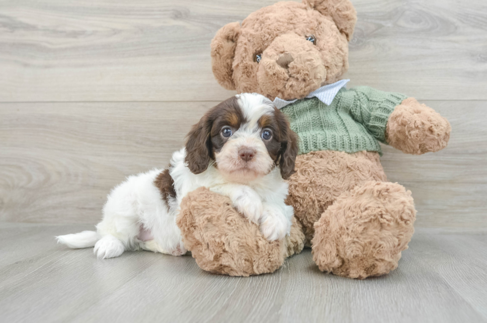 7 week old Cavapoo Puppy For Sale - Windy City Pups