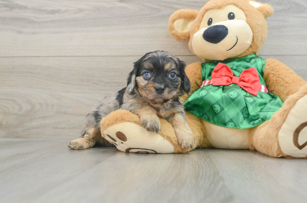 6 week old Cavapoo Puppy For Sale - Windy City Pups