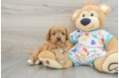 Cavapoo Puppy for Adoption