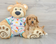 8 week old Cavapoo Puppy For Sale - Windy City Pups