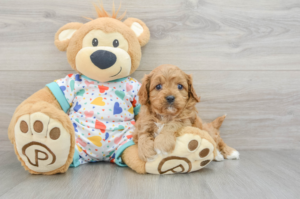 5 week old Cavapoo Puppy For Sale - Windy City Pups