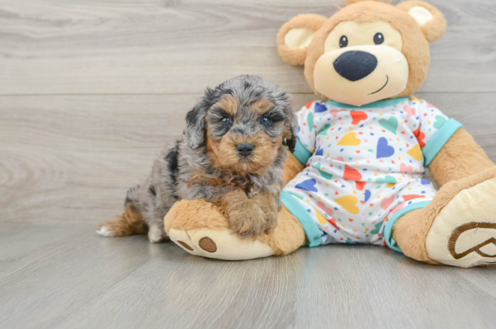 5 week old Cavapoo Puppy For Sale - Windy City Pups