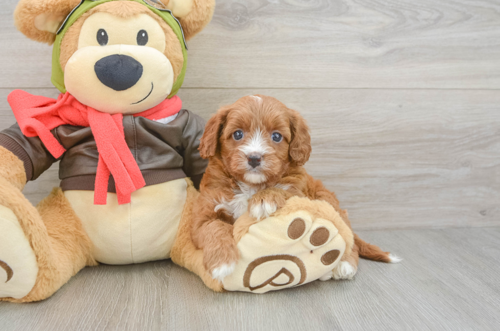 5 week old Cavapoo Puppy For Sale - Windy City Pups