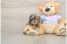Best Cavapoo Baby