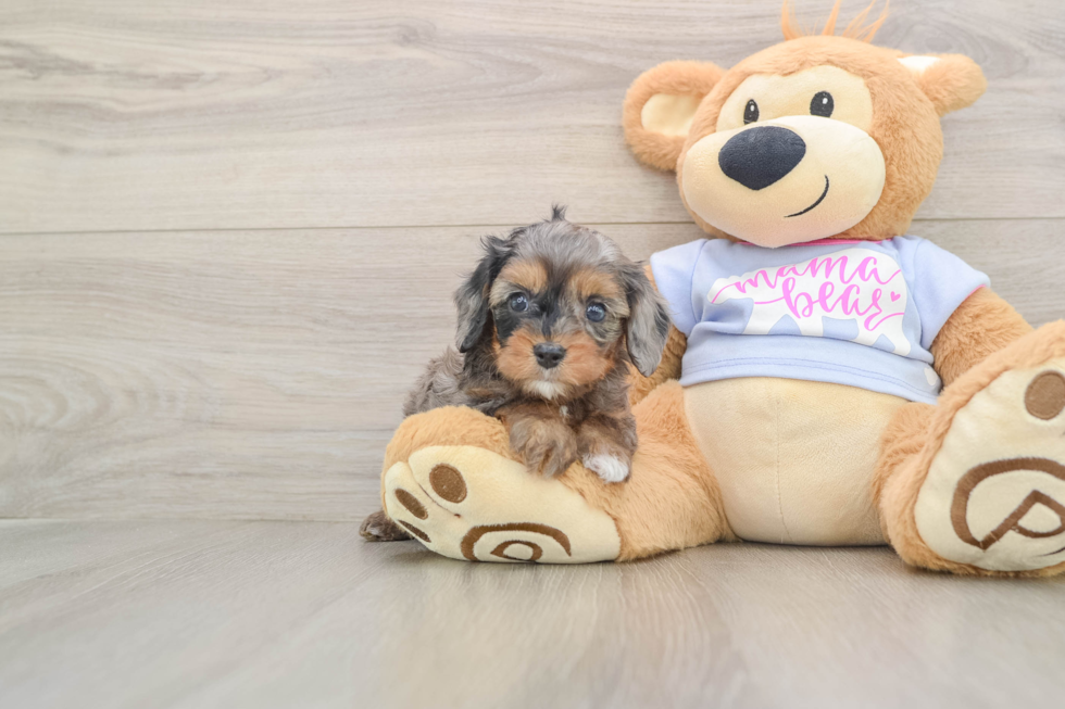 Best Cavapoo Baby