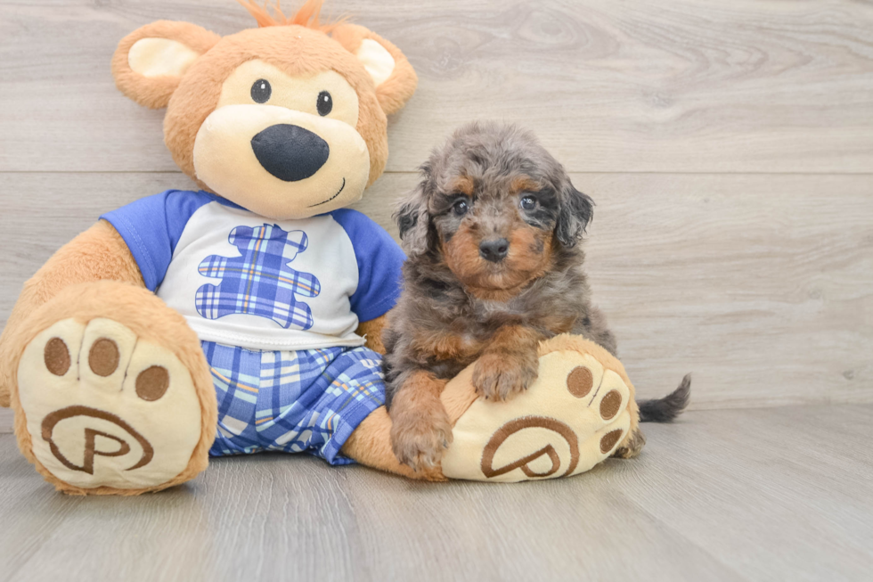 Best Cavapoo Baby