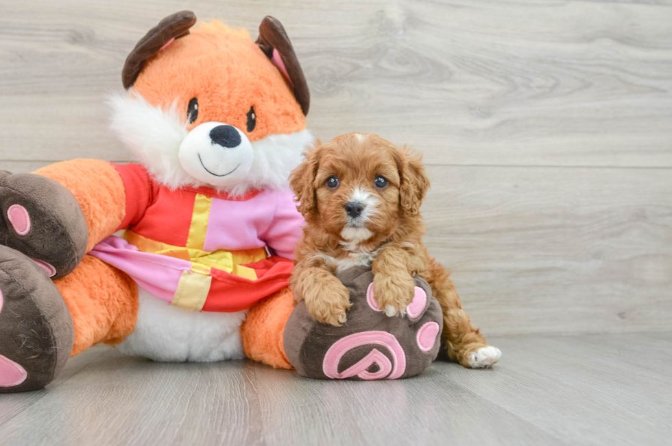 5 week old Cavapoo Puppy For Sale - Windy City Pups