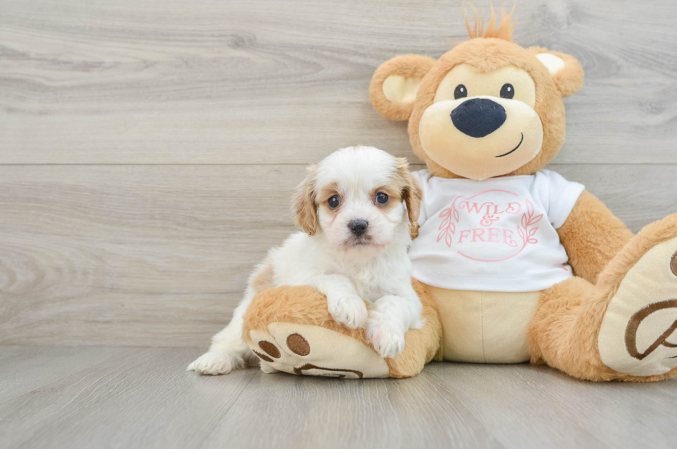 6 week old Cavapoo Puppy For Sale - Windy City Pups