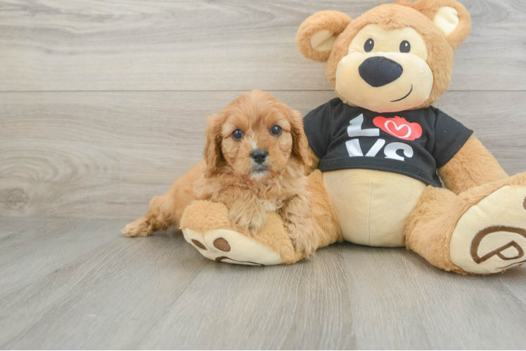 Small Cavapoo Baby