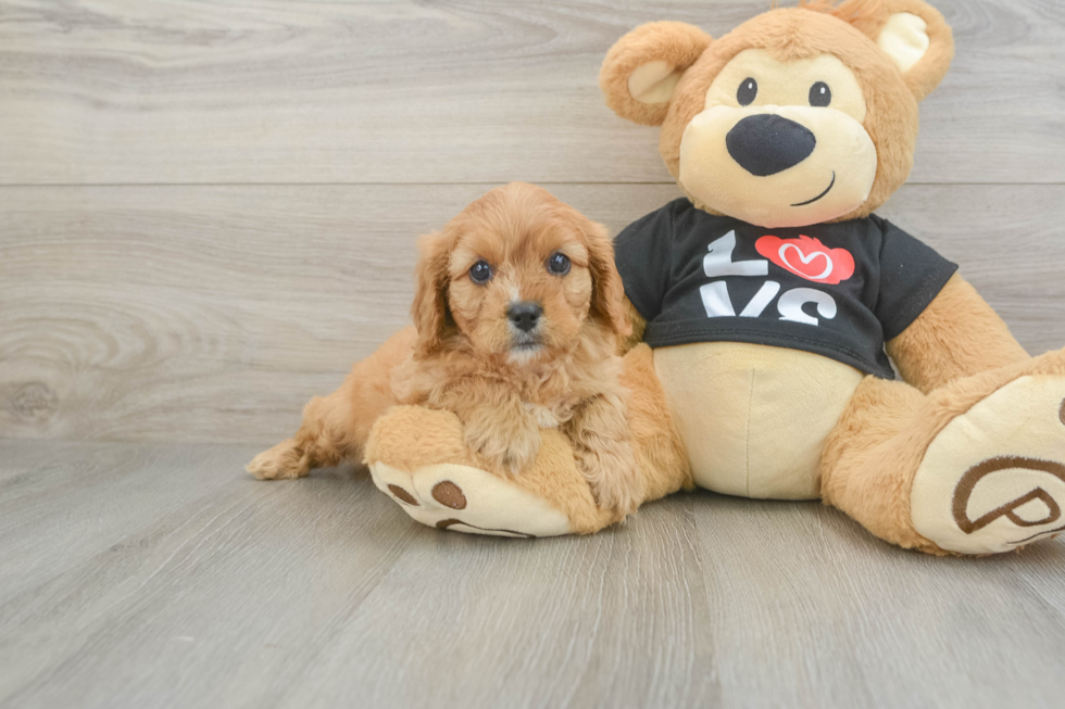 Small Cavapoo Baby