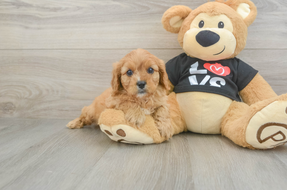 6 week old Cavapoo Puppy For Sale - Windy City Pups