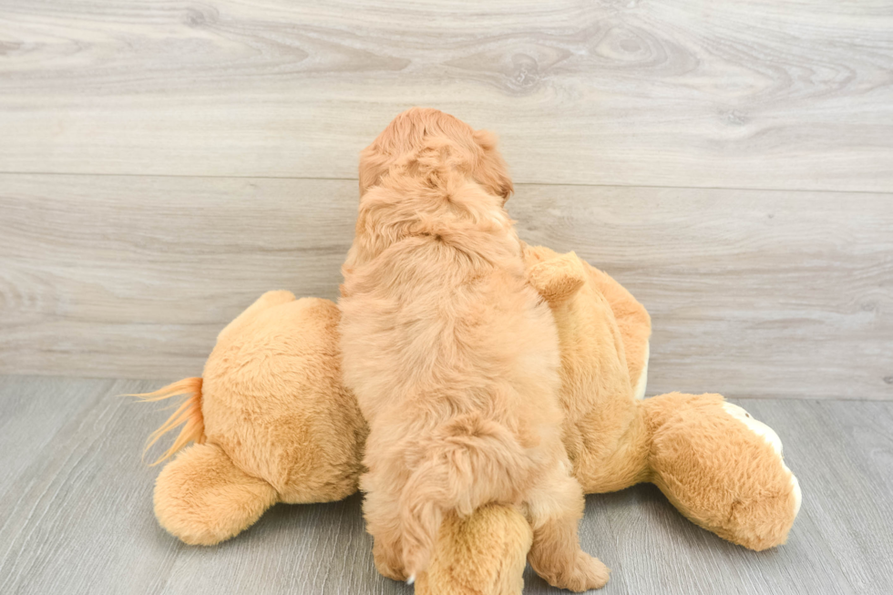 Fluffy Cavapoo Poodle Mix Pup