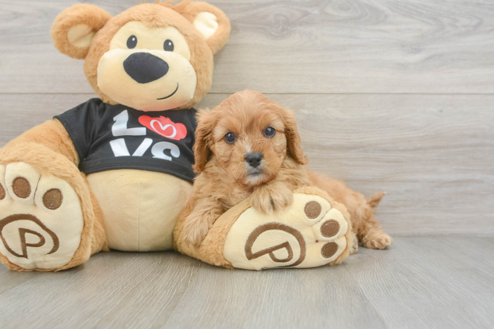 Cavapoo Pup Being Cute