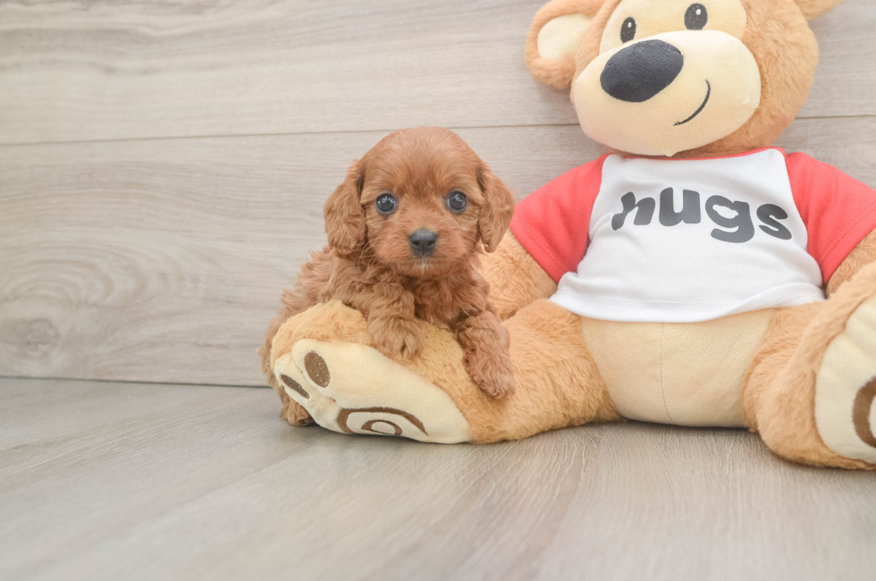 5 week old Cavapoo Puppy For Sale - Windy City Pups