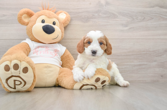 Cavapoo Puppy for Adoption