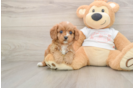 Cavapoo Pup Being Cute