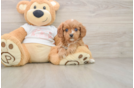 Playful Cavapoodle Poodle Mix Puppy
