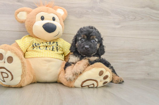 Cavapoo Puppy for Adoption