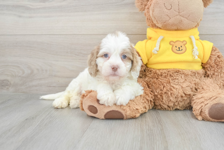 Cavapoo Pup Being Cute